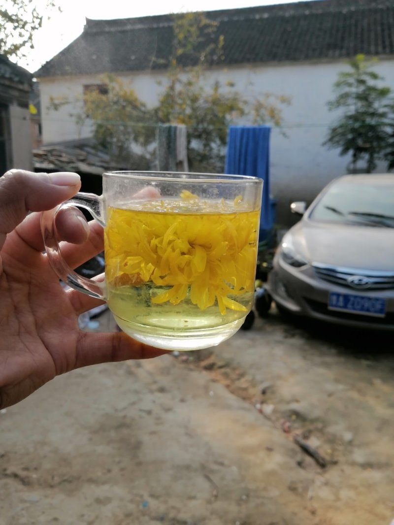 金丝黄菊大量出售价格可商议
