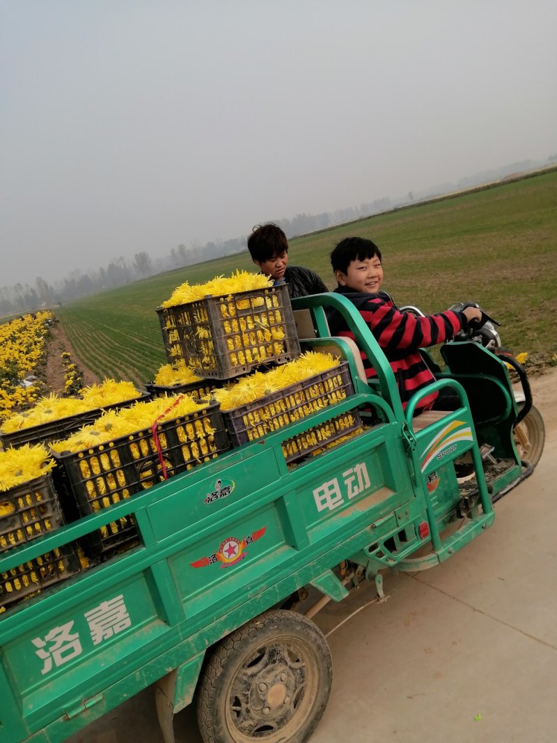 金丝黄菊大量出售价格可商议
