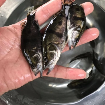 桂花鱼苗桂鱼苗鳜鱼肉食性淡水鱼