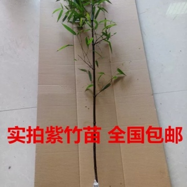 紫竹别名黑竹墨竹竹茹乌竹庭院绿化盆栽竹子成活率高