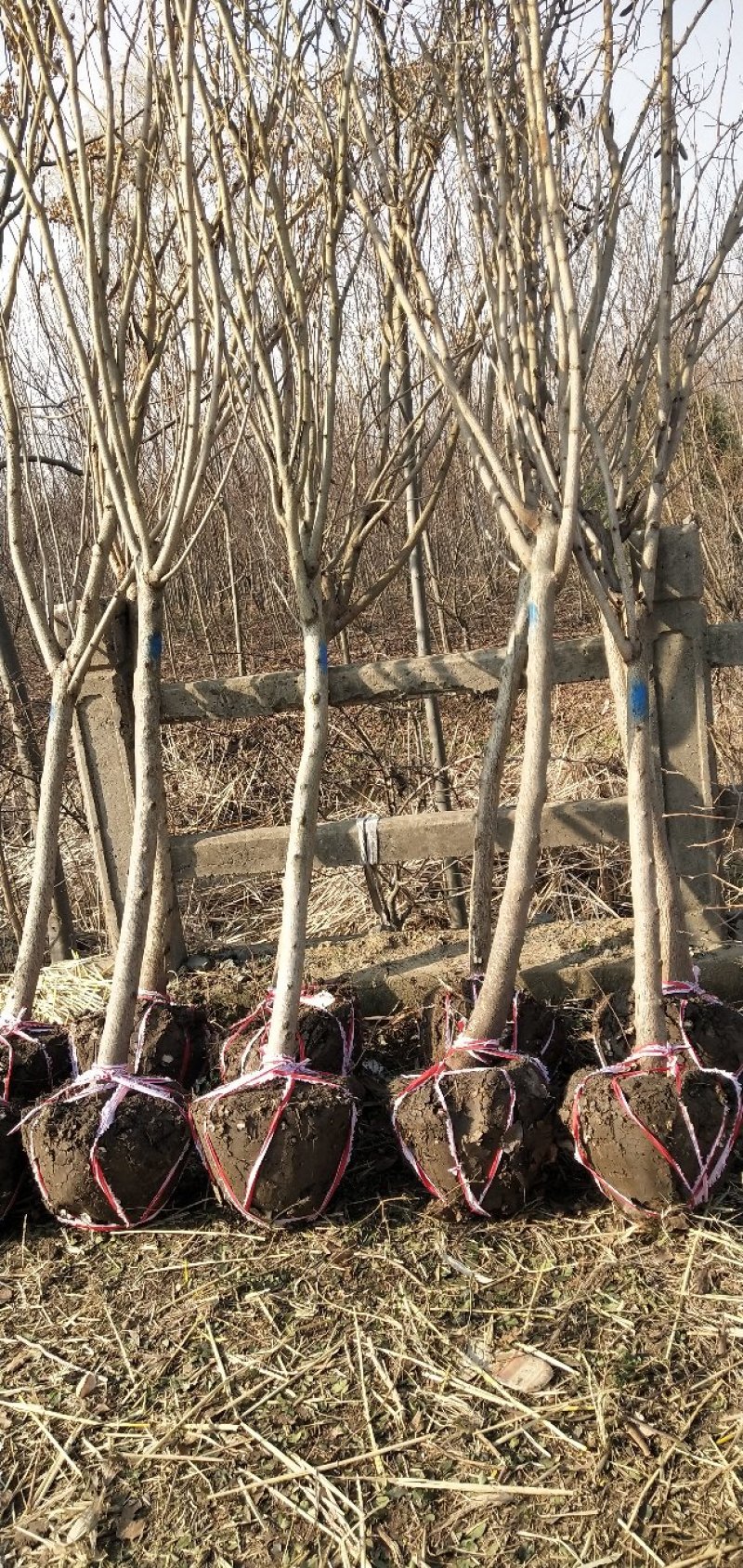 紫荆，大小规格都有，庭院种植或园林绿化
