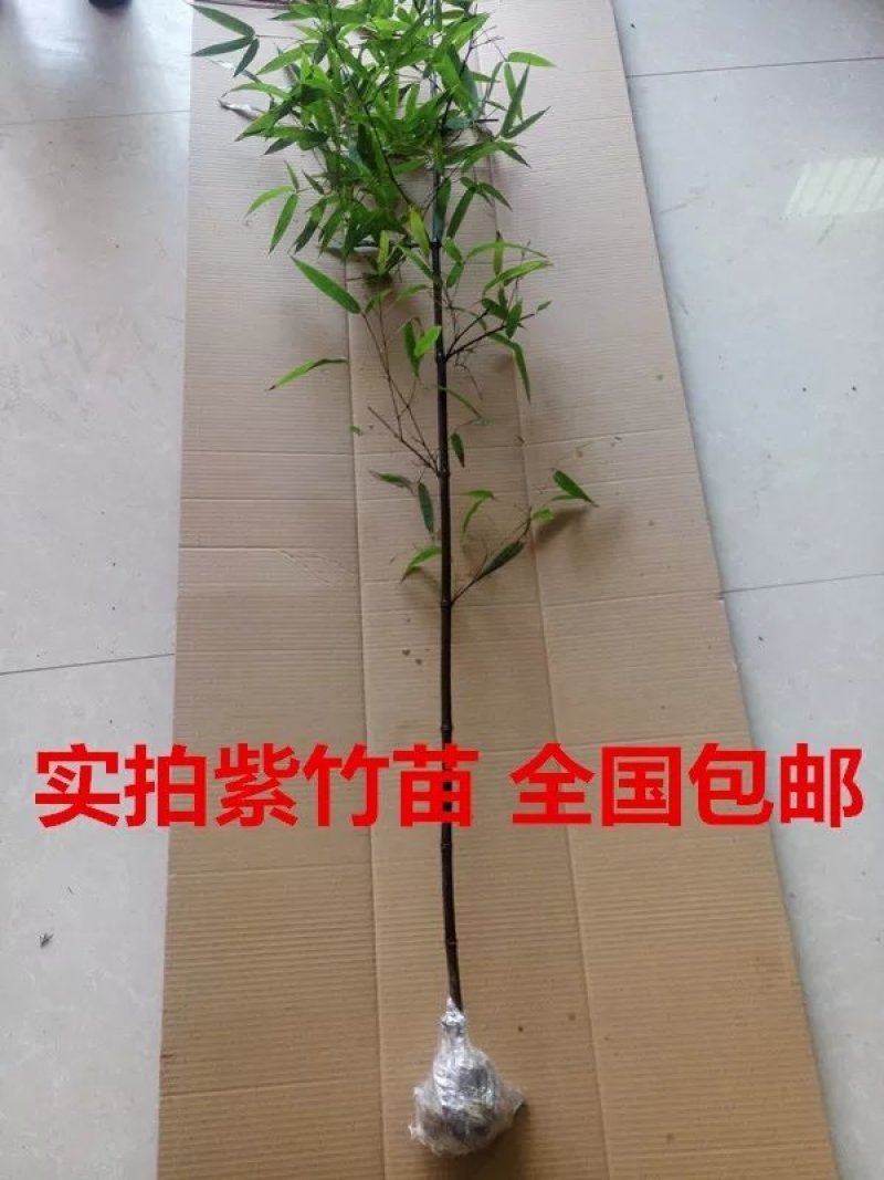 紫竹别名黑竹竹茹乌竹庭院绿化盆栽竹子成活率高