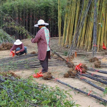 紫竹别名黑竹竹茹乌竹庭院绿化盆栽竹子成活率高