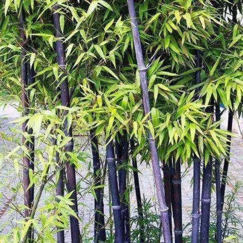 紫竹别名黑竹竹茹乌竹庭院绿化盆栽竹子成活率高