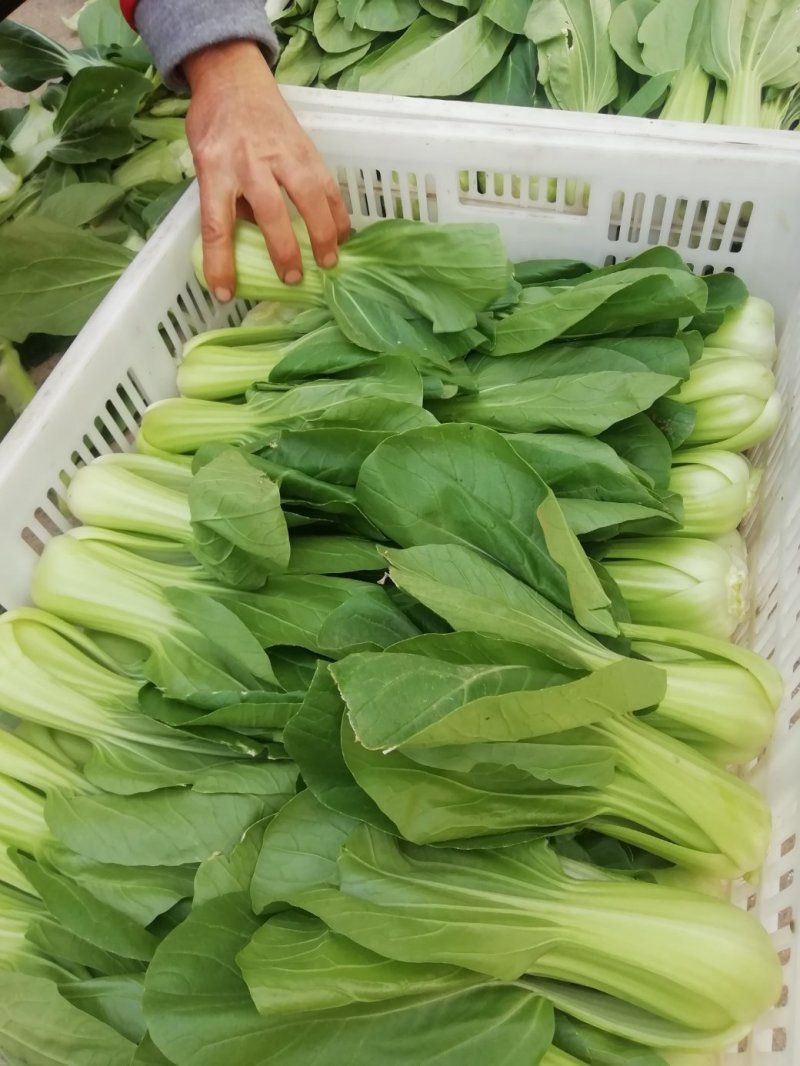 上海青