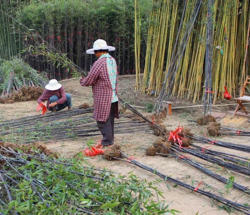 紫竹苗别名黑竹竹茹乌竹庭院绿化盆栽竹子成活率高