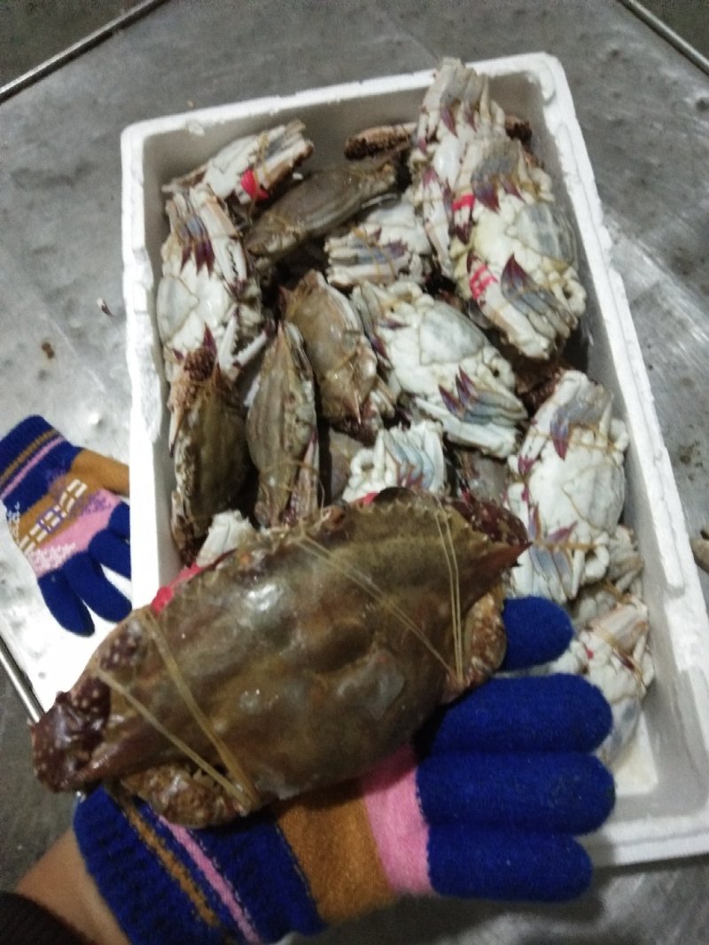 梭子蟹，硬脐母4/6两规格