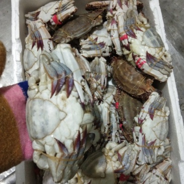 梭子蟹，硬脐母4/6两规格