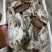 梭子蟹，硬脐母4/6两规格