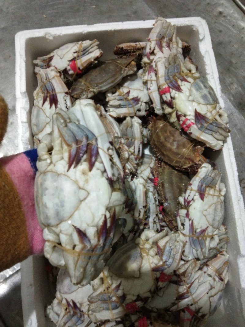 梭子蟹，硬脐母4/6两规格