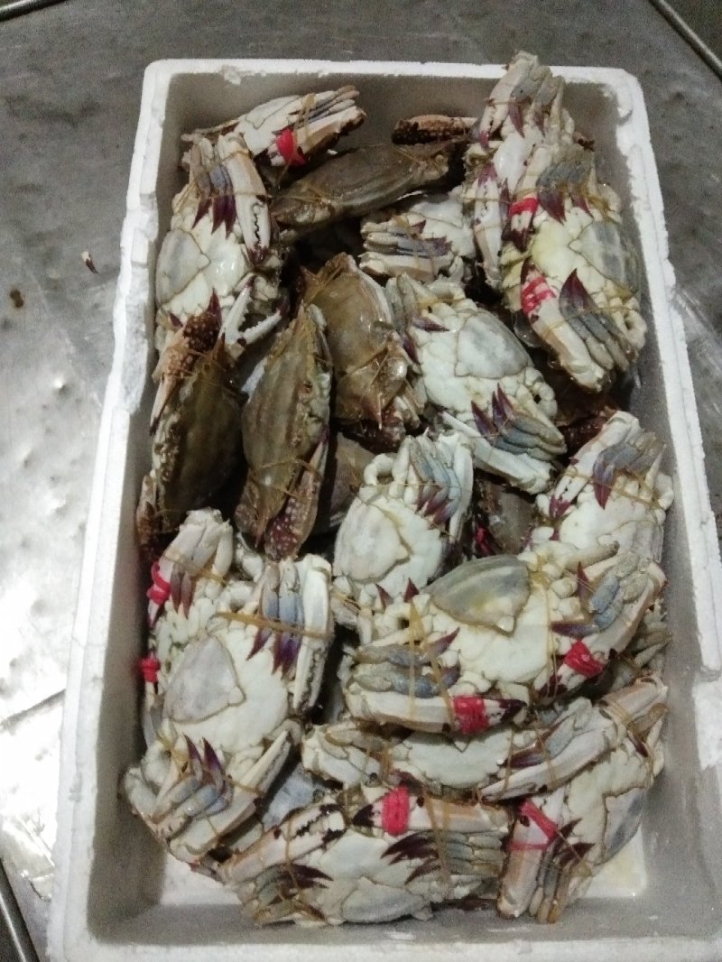 梭子蟹，硬脐母4/6两规格