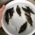 桂花鱼苗桂鱼苗鳜鱼肉食性淡水鱼