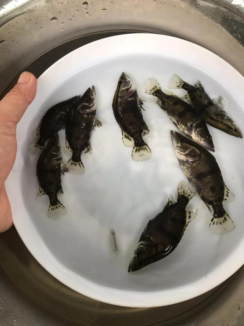 桂花鱼苗桂鱼苗鳜鱼肉食性淡水鱼