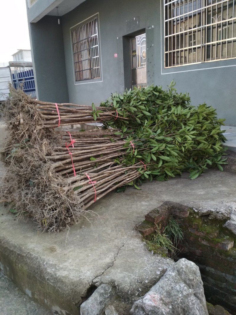 桂花树苗大苗2米高金桂丹桂桂花苗基地直销庭院绿化征地
