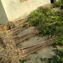 桂花树苗大苗2米高金桂丹桂桂花苗基地直销庭院绿化征地