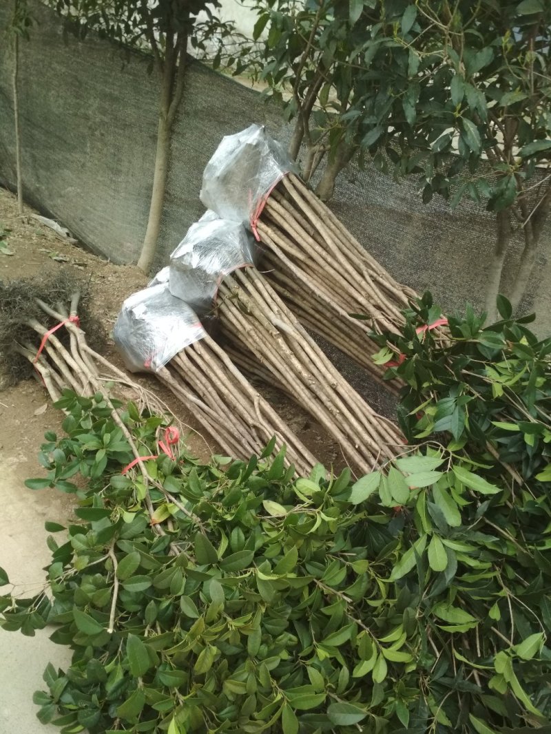 桂花树苗大苗2米高金桂丹桂桂花苗基地直销庭院绿化征地