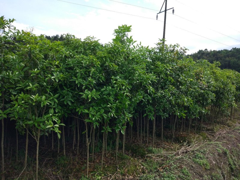 桂花树苗大苗2米高金桂丹桂桂花苗基地直销庭院绿化征地