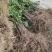 桂花树苗大苗2米高金桂丹桂桂花苗基地直销庭院绿化征地
