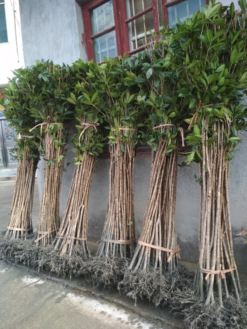 桂花树苗大苗2米高金桂丹桂桂花苗基地直销庭院绿化征地