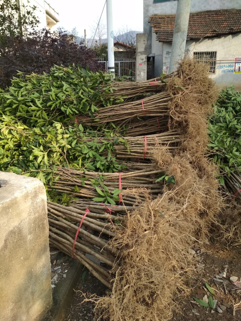 桂花树苗大苗2米高金桂丹桂桂花苗基地直销庭院绿化征地