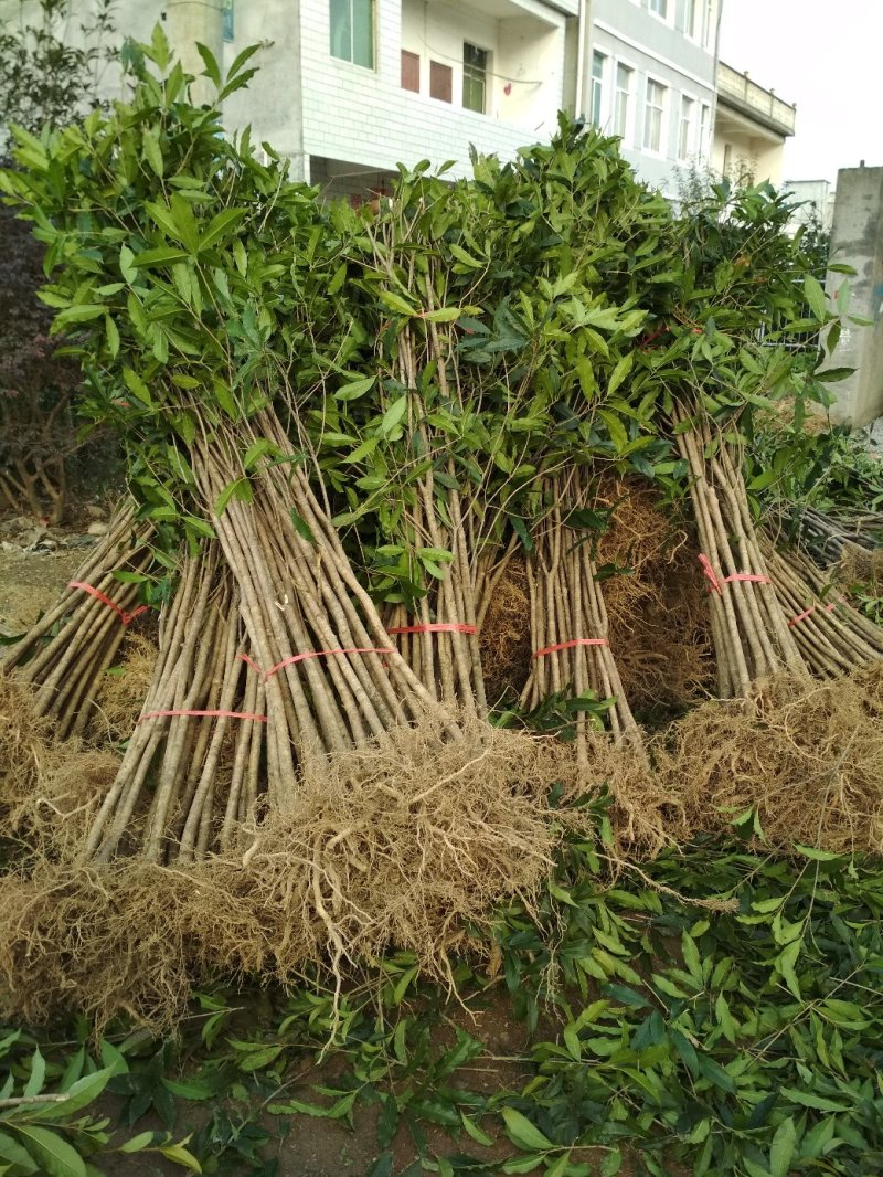 桂花树苗大苗2米高金桂丹桂桂花苗基地直销庭院绿化征地