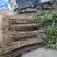 桂花树苗大苗2米高金桂丹桂桂花苗基地直销庭院绿化征地