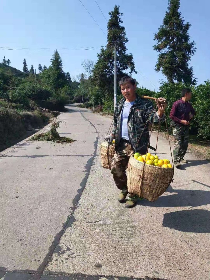 《黔阳冰糖橙》给你的味觉添一份温馨，爱过知情重醉过知酒浓