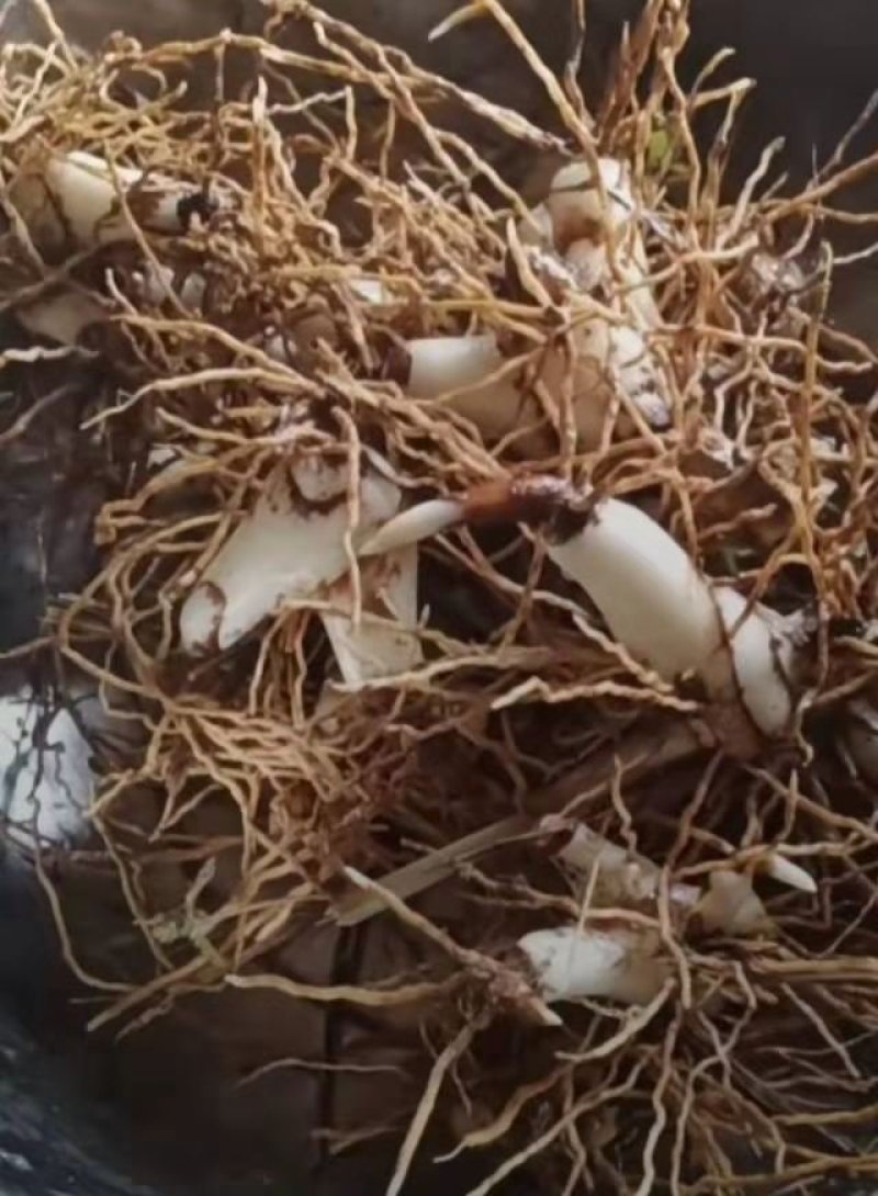 白芨