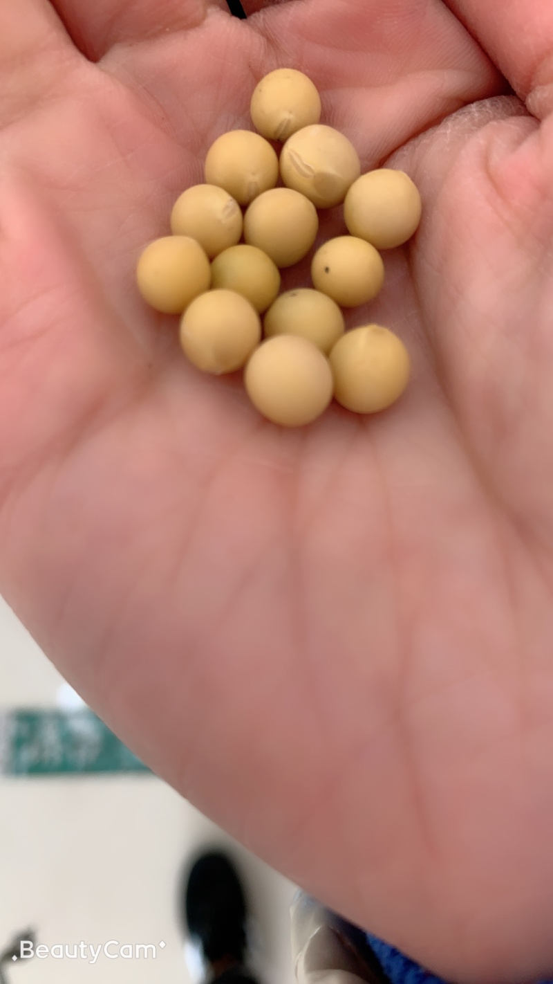 东北高蛋白大豆