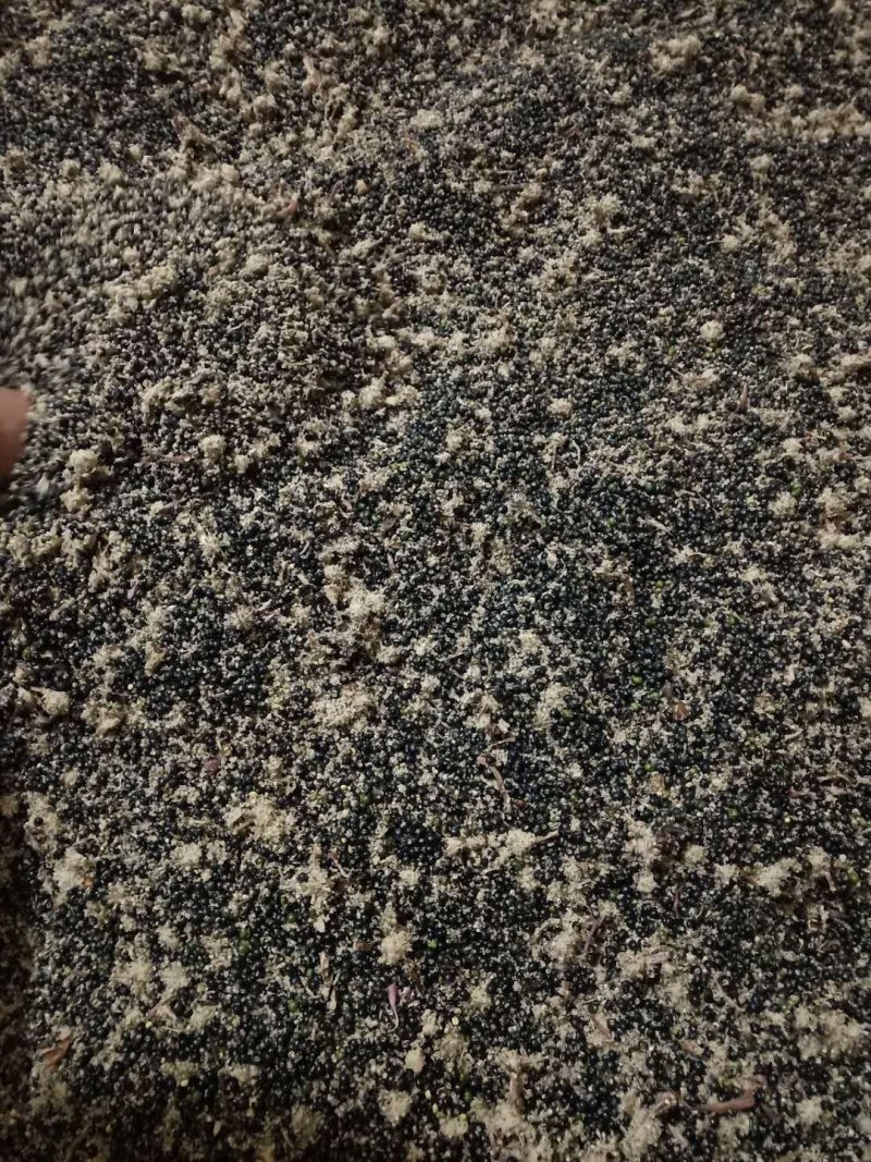 通草种子2019年新大通草种子