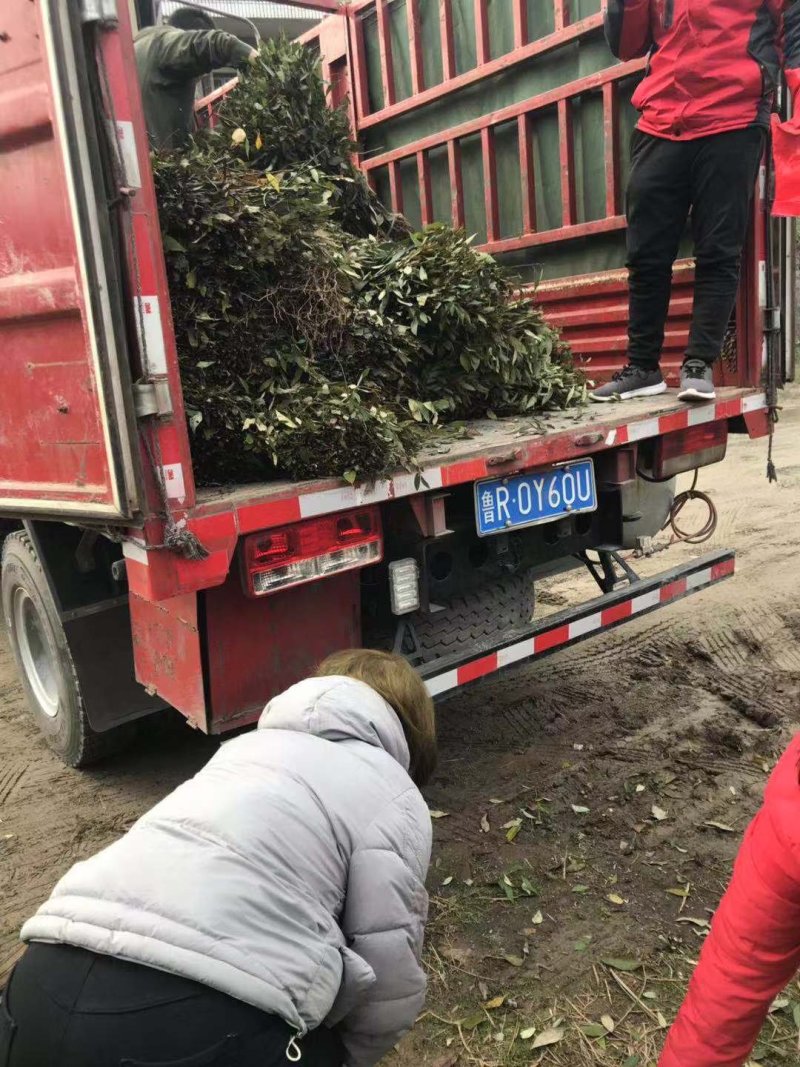 大量供应山苍子苗木姜子苗山胡椒苗