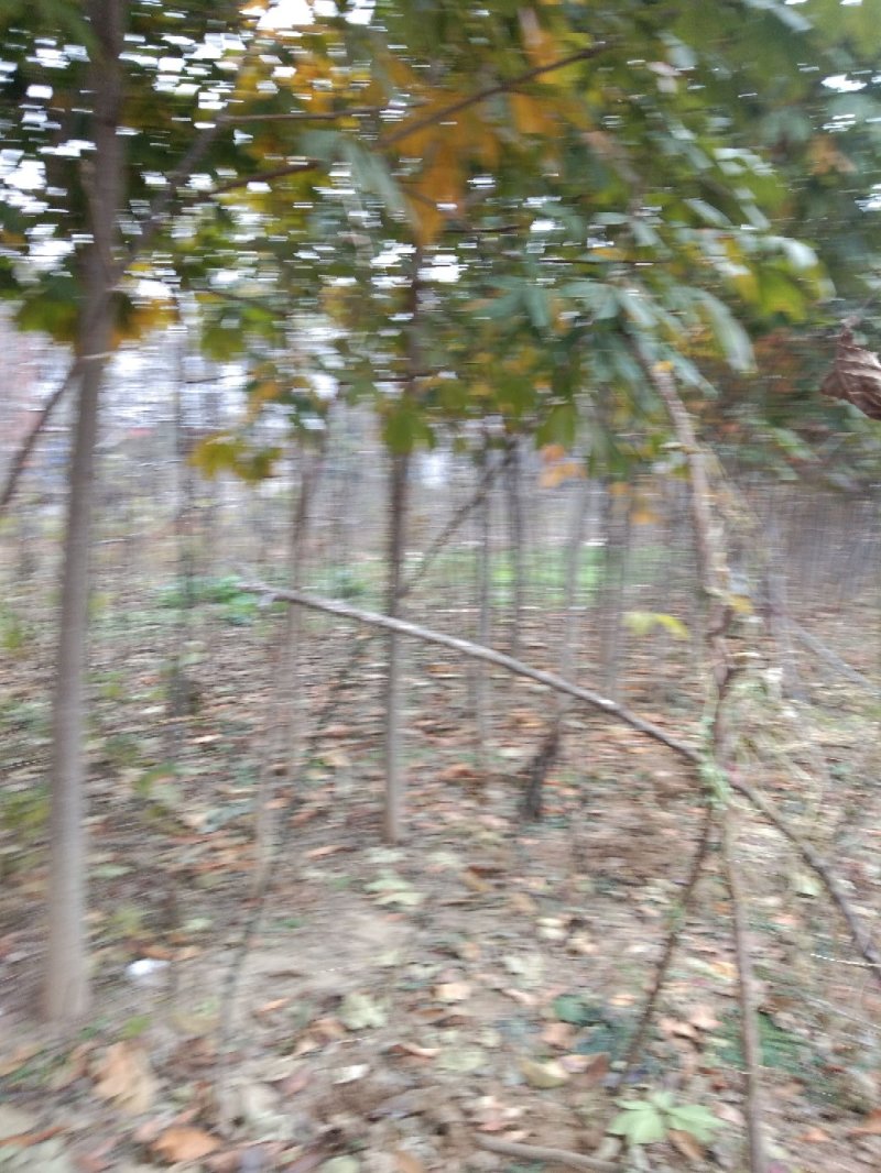七叶树
