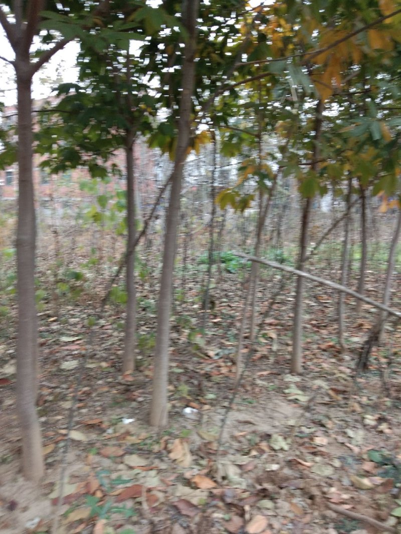 七叶树