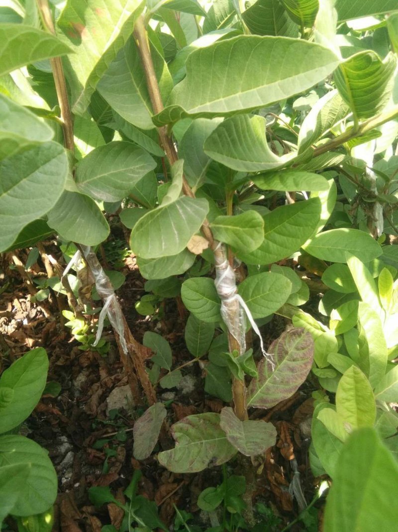 珍珠，西瓜巴乐，红宝石番石榴苗