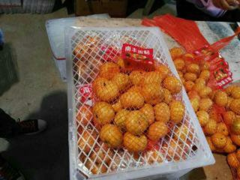 供应大量南丰（贡桔）蜜桔，包邮3块一斤！