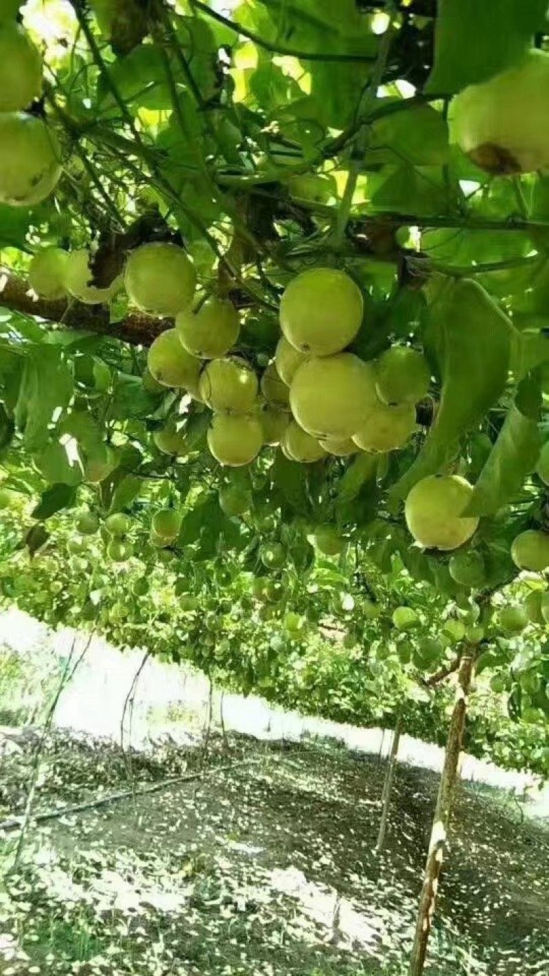 黄金百香果苗纯甜芭乐味黄金百香果苗广西百香果苗