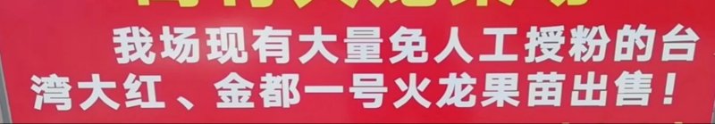 免人工受粉红肉火龙果苗，量大价优