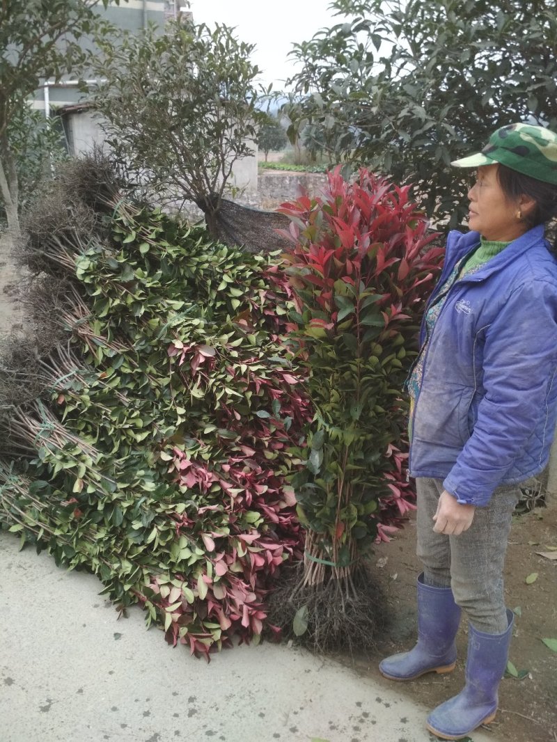 红叶石楠树苗批发红叶石楠绿化工程苗庭院绿篱笆有好货