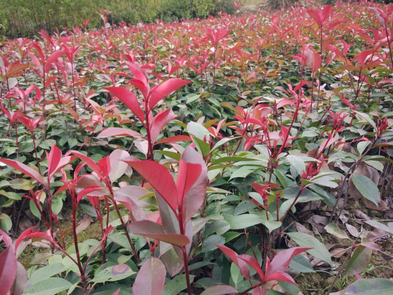 红叶石楠树苗批发红叶石楠绿化工程苗庭院绿篱笆有好货