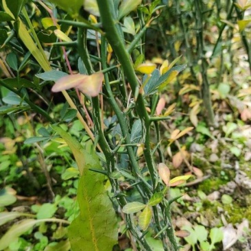 枳壳苗南方种子留床枳壳苗移植成活即可嫁接