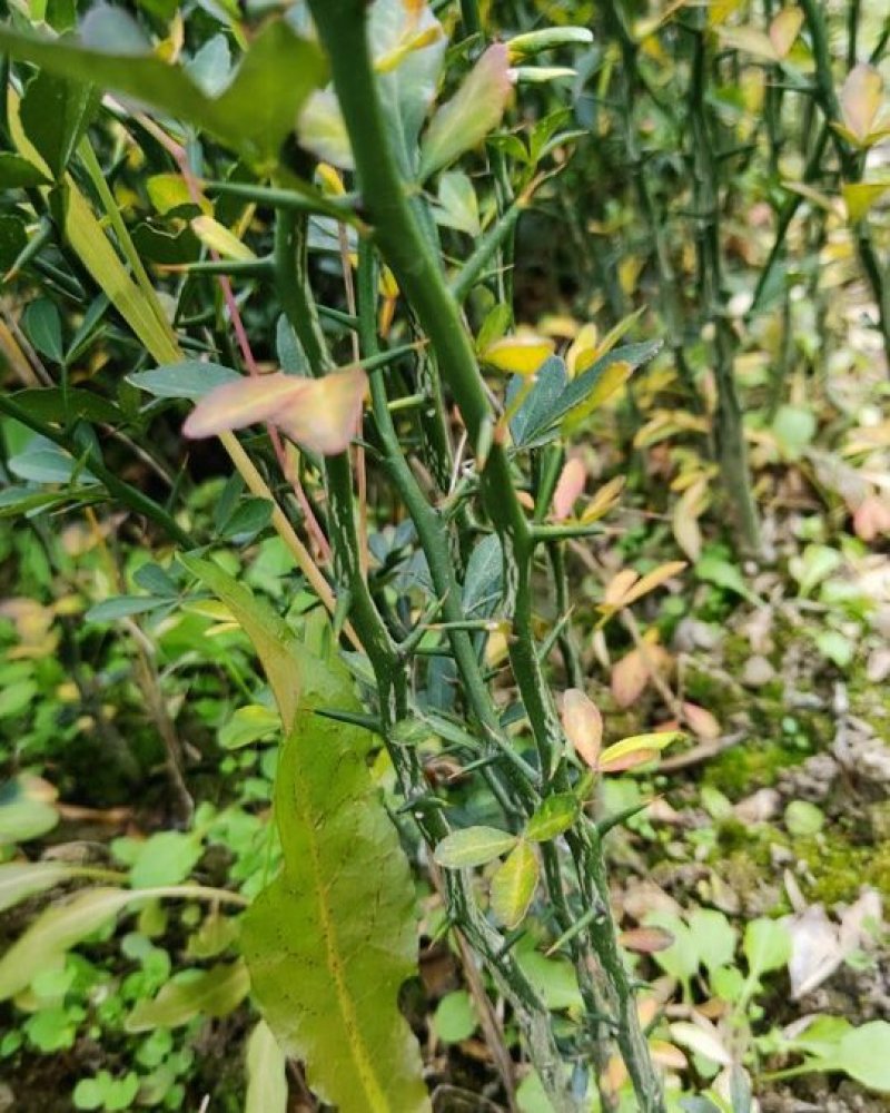 枳壳苗南方种子留床枳壳苗移植成活即可嫁接