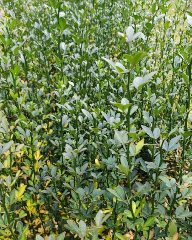 枳壳苗南方种子留床枳壳苗移植成活即可嫁接