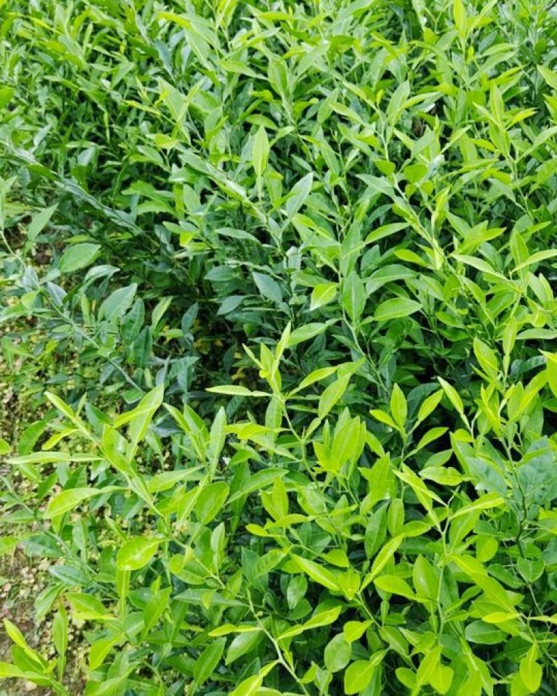 香橙苗50cm以下软枝香橙留床苗部分达到嫁接粗度