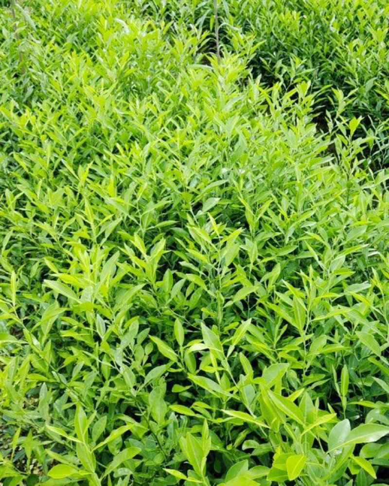 香橙苗50cm以下软枝香橙留床苗部分达到嫁接粗度