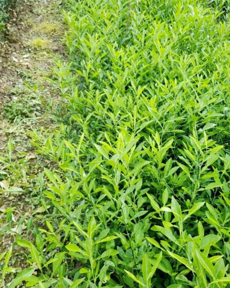 香橙苗50cm以下软枝香橙留床苗部分达到嫁接粗度