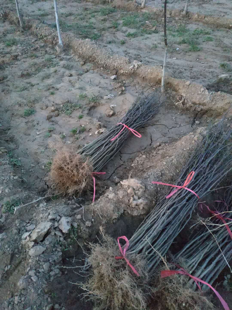 花椒苗，，花椒育苗基地直销，大红袍花椒苗。
