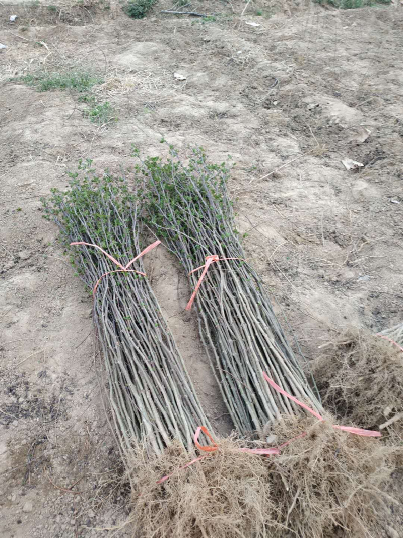 花椒苗，，花椒育苗基地直销，大红袍花椒苗。