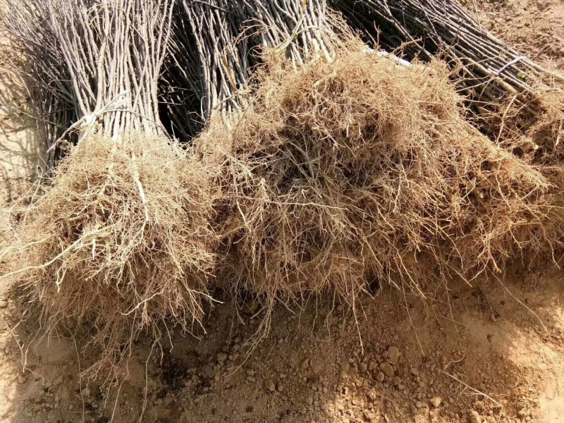花椒苗，，花椒育苗基地直销，大红袍花椒苗。
