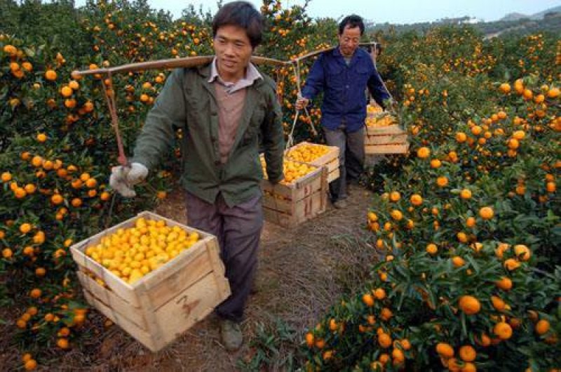 南丰蜜桔（贡桔）果园直供，现采现摘统货鲜果，提供食宿！