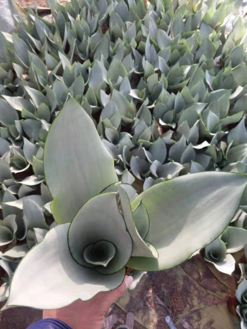 白玉虎皮兰